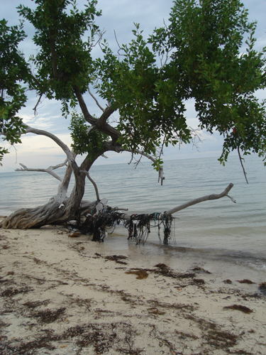 Florida Keys